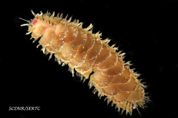 Harmothoe imbricata (polychaete worm) from Charleston Harbor, South Carolina